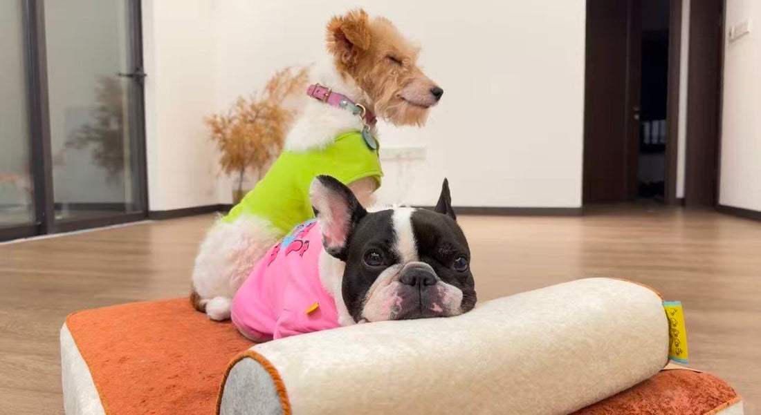 Steve the French Bulldog and Otis the white terrier together on a NOOKI bed